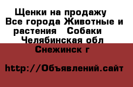 Щенки на продажу - Все города Животные и растения » Собаки   . Челябинская обл.,Снежинск г.